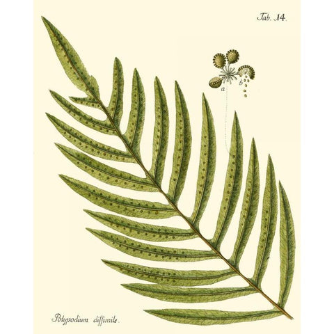 Small Antique Fern I Black Modern Wood Framed Art Print by Vision Studio