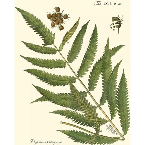 Small Antique Fern II White Modern Wood Framed Art Print by Vision Studio