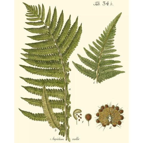 Small Antique Fern III White Modern Wood Framed Art Print by Vision Studio