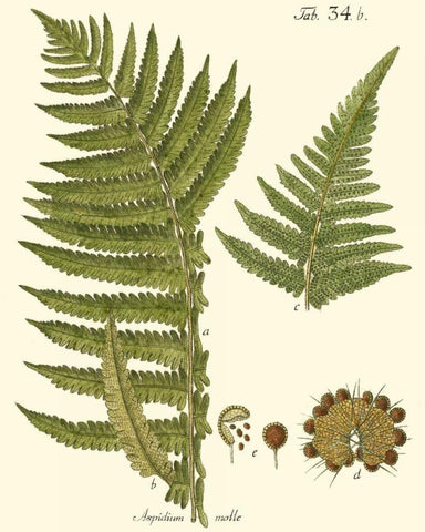 Small Antique Fern III White Modern Wood Framed Art Print with Double Matting by Vision Studio