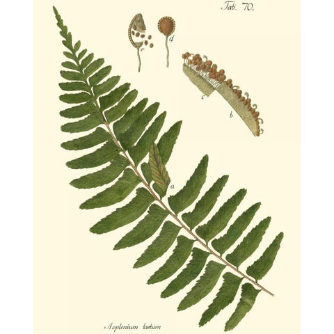 Small Antique Fern V Black Modern Wood Framed Art Print with Double Matting by Vision Studio