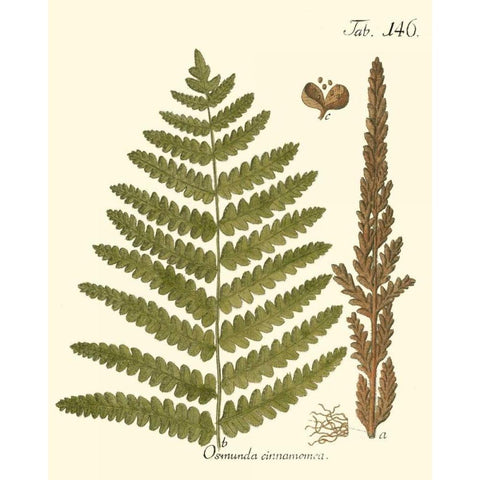 Small Antique Fern VI Black Modern Wood Framed Art Print with Double Matting by Vision Studio