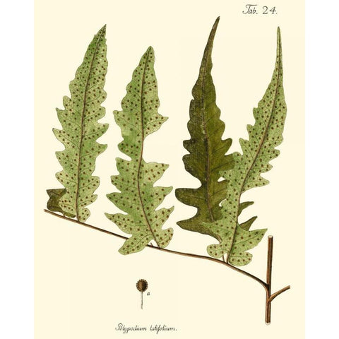 Small Antique Fern VII Black Modern Wood Framed Art Print by Vision Studio