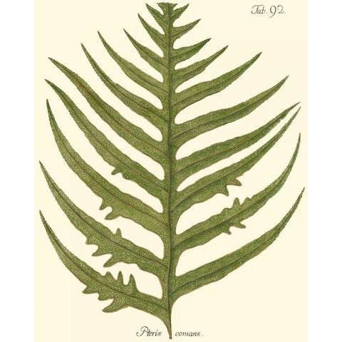 Small Antique Fern VIII White Modern Wood Framed Art Print by Vision Studio