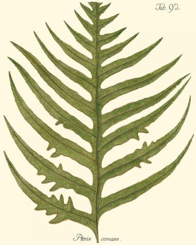 Small Antique Fern VIII Black Ornate Wood Framed Art Print with Double Matting by Vision Studio