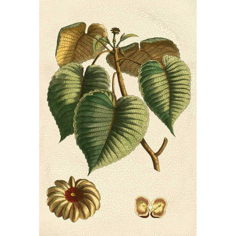 Small Seasonal Foliage I Black Modern Wood Framed Art Print with Double Matting by Vision Studio