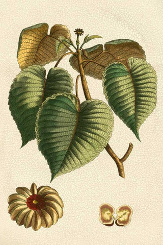 Small Seasonal Foliage I Black Ornate Wood Framed Art Print with Double Matting by Vision Studio