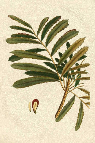 Small Seasonal Foliage II Black Ornate Wood Framed Art Print with Double Matting by Vision Studio