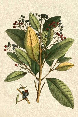 Small Seasonal Foliage IV Black Ornate Wood Framed Art Print with Double Matting by Vision Studio