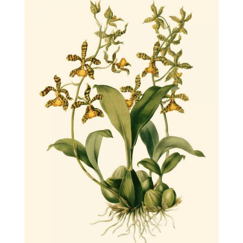 Orchid Array II Gold Ornate Wood Framed Art Print with Double Matting by Drake