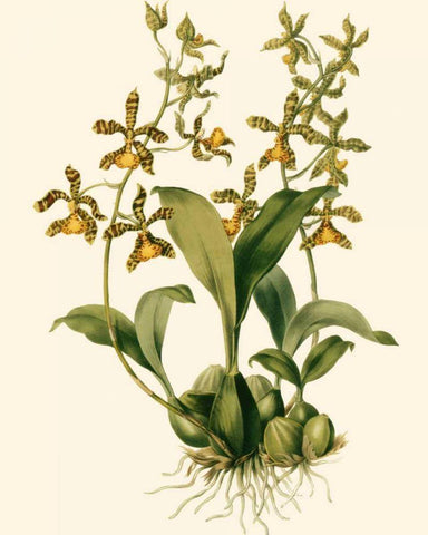 Orchid Array II White Modern Wood Framed Art Print with Double Matting by Drake