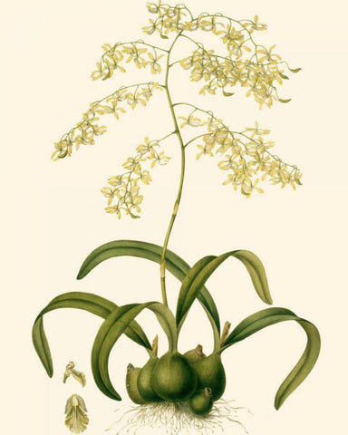 Orchid Array III White Modern Wood Framed Art Print with Double Matting by Drake