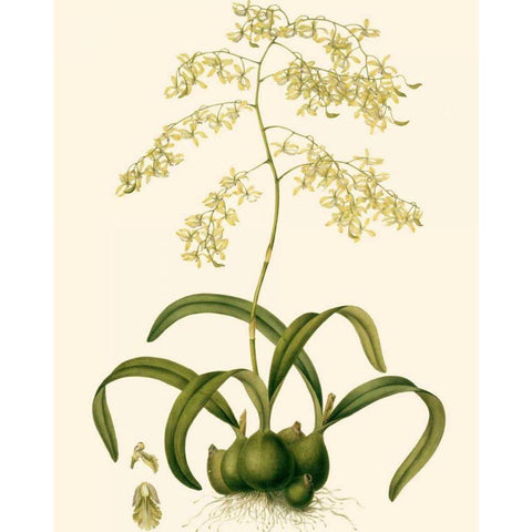 Orchid Array III Black Modern Wood Framed Art Print by Drake