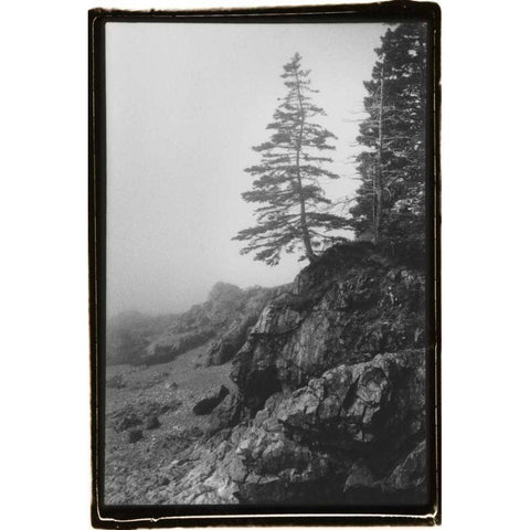 Lone Tree Gold Ornate Wood Framed Art Print with Double Matting by DeNardo, Laura