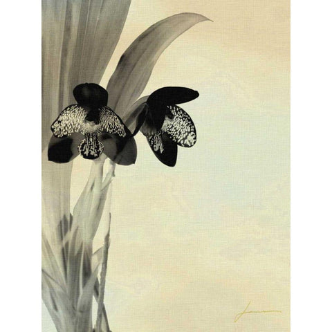 Orchid Blush Panels I Black Modern Wood Framed Art Print with Double Matting by Burghardt, James