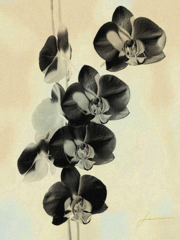 Orchid Blush Panels III White Modern Wood Framed Art Print with Double Matting by Burghardt, James