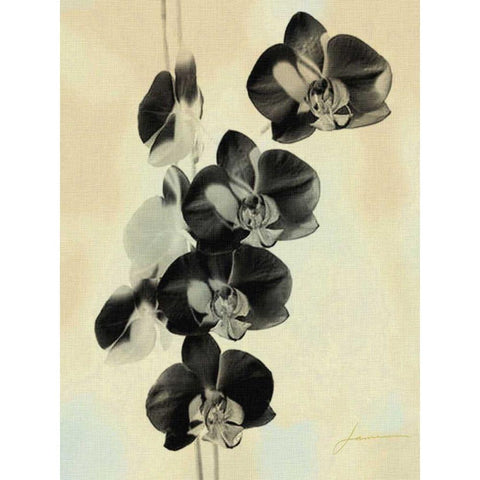 Orchid Blush Panels III Black Modern Wood Framed Art Print with Double Matting by Burghardt, James