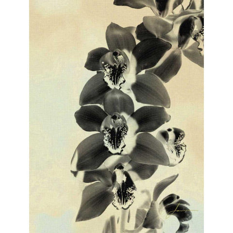Orchid Blush Panels IV Black Modern Wood Framed Art Print by Burghardt, James