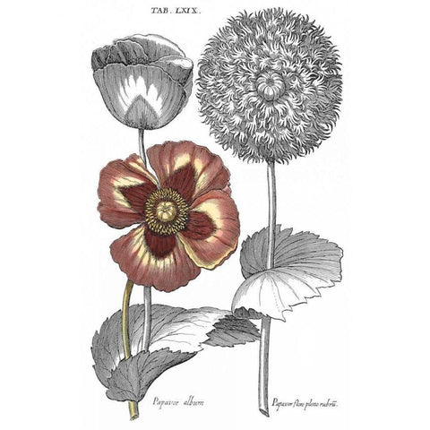 Tinted Floral II Black Modern Wood Framed Art Print with Double Matting by Besler, Basilius