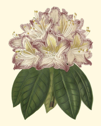 Pastel Blooms I White Modern Wood Framed Art Print with Double Matting by Unknown