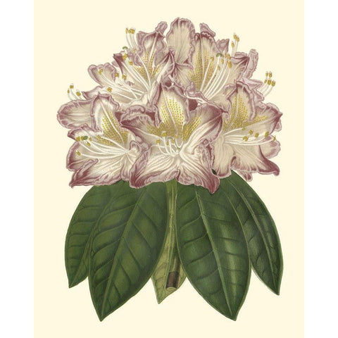 Pastel Blooms I Black Modern Wood Framed Art Print with Double Matting by Unknown