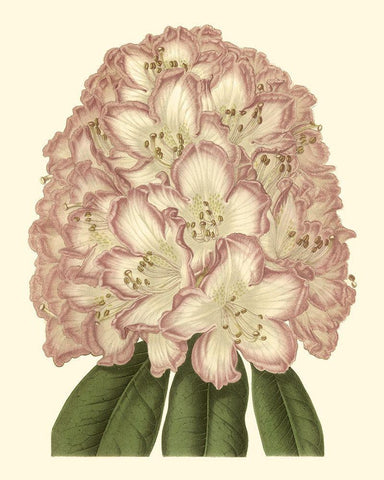 Pastel Blooms II White Modern Wood Framed Art Print with Double Matting by Unknown