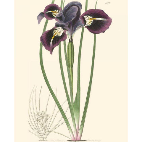 Elegant Iris II Gold Ornate Wood Framed Art Print with Double Matting by Curtis