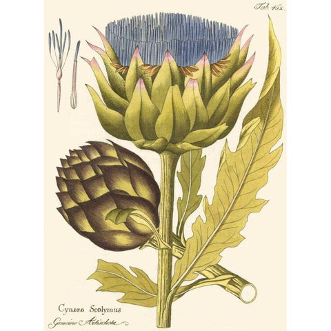 Artichoke, Pl. 462 White Modern Wood Framed Art Print by Unknown