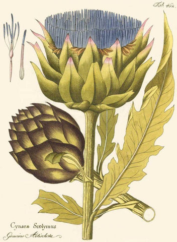 Artichoke, Pl. 462 White Modern Wood Framed Art Print with Double Matting by Unknown