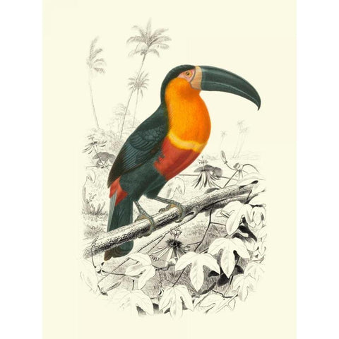 Birds of Costa Rica I Gold Ornate Wood Framed Art Print with Double Matting by DOrbigny, M.Charles