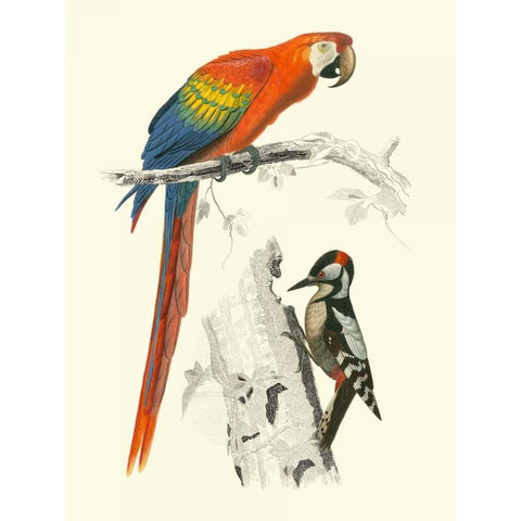 Birds of Costa Rica III White Modern Wood Framed Art Print by DOrbigny, M.Charles