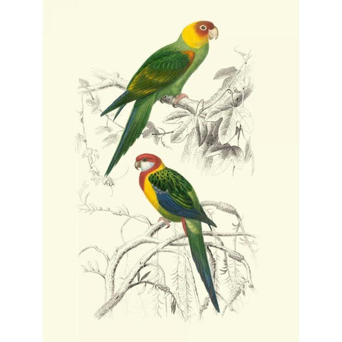 Birds of Costa Rica IV White Modern Wood Framed Art Print by DOrbigny, M.Charles