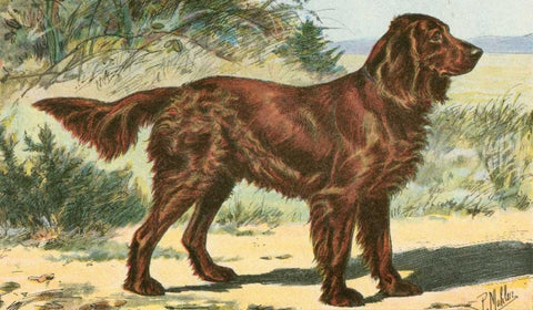 Mans Best Friend I White Modern Wood Framed Art Print with Double Matting by Unknown