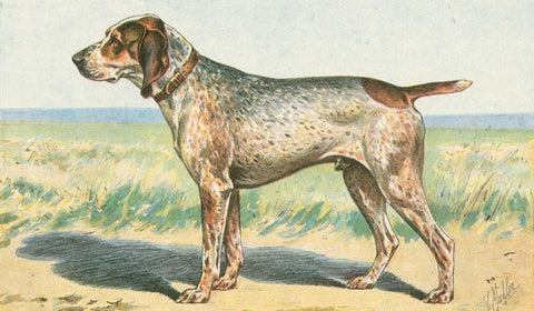 Mans Best Friend III White Modern Wood Framed Art Print with Double Matting by Unknown