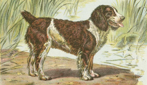 Mans Best Friend IV Black Ornate Wood Framed Art Print with Double Matting by Unknown