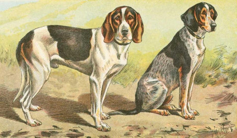 Mans Best Friend VI White Modern Wood Framed Art Print with Double Matting by Unknown