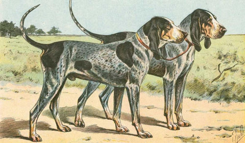 Mans Best Friend VIII White Modern Wood Framed Art Print with Double Matting by Unknown