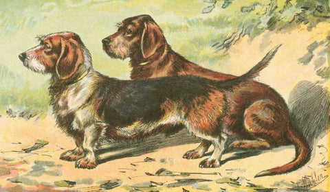 Mans Best Friend IX Black Ornate Wood Framed Art Print with Double Matting by Unknown