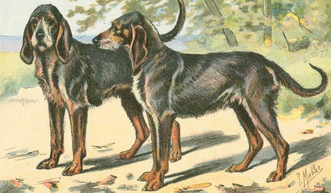 Mans Best Friend XI Black Ornate Wood Framed Art Print with Double Matting by Unknown