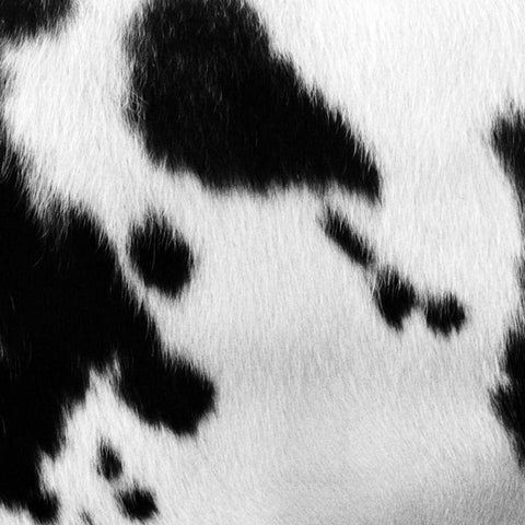 Animal Instinct VI White Modern Wood Framed Art Print with Double Matting by Vision Studio