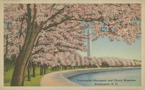 Wash. Monument and Cherry Blossoms Black Ornate Wood Framed Art Print with Double Matting by Unknown