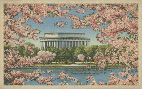 Lincoln Memorial and Cherry Blossoms White Modern Wood Framed Art Print with Double Matting by Unknown