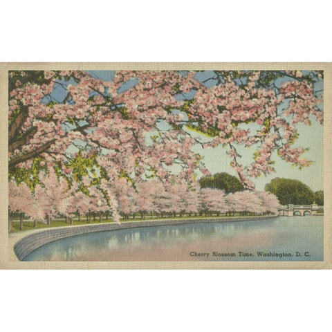 Cherry Blossom Time White Modern Wood Framed Art Print by Unknown