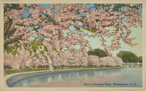 Cherry Blossom Time Black Ornate Wood Framed Art Print with Double Matting by Unknown