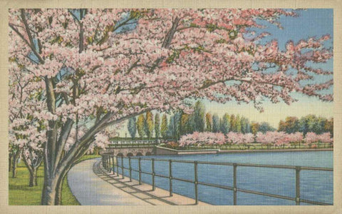 Cherry Blossoms, Potomac Park White Modern Wood Framed Art Print with Double Matting by Unknown