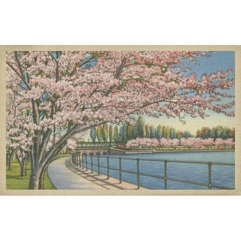 Cherry Blossoms, Potomac Park White Modern Wood Framed Art Print by Unknown