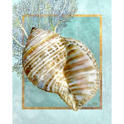 Turban Shell and Coral White Modern Wood Framed Art Print by Schory, Lori