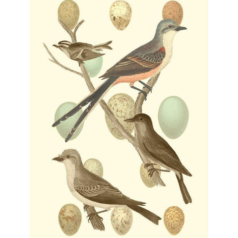 British Birds and Eggs I Gold Ornate Wood Framed Art Print with Double Matting by Vision Studio