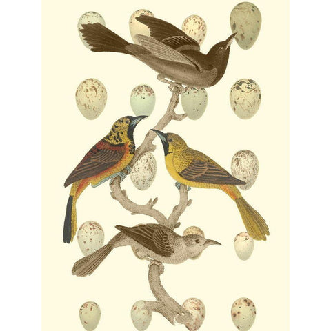 British Birds and Eggs II Gold Ornate Wood Framed Art Print with Double Matting by Vision Studio