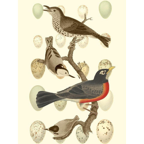 British Birds and Eggs III Gold Ornate Wood Framed Art Print with Double Matting by Vision Studio